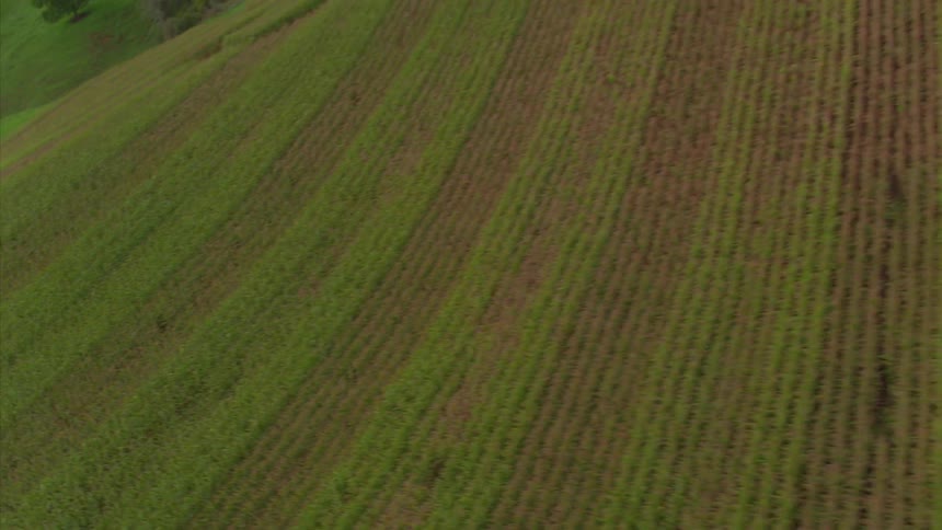 Crops grow in neat lines on farmland