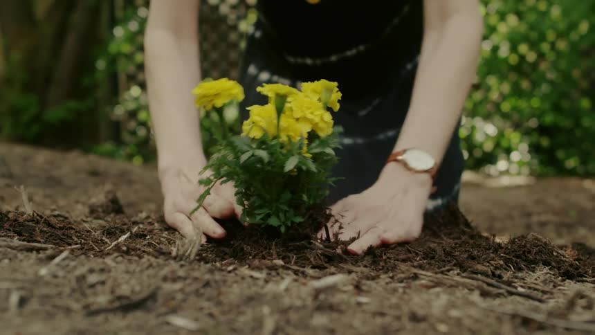 Woman plants marigolds in the ground