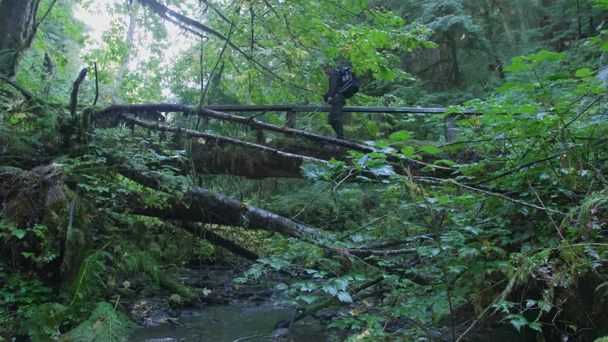 Person walks through the woods wearing a backpack
