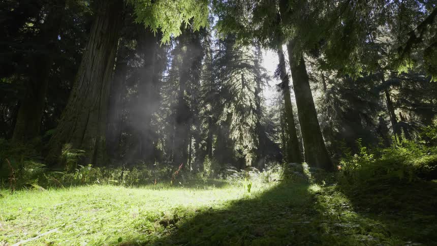 A lush green clearing in the middle of the woods