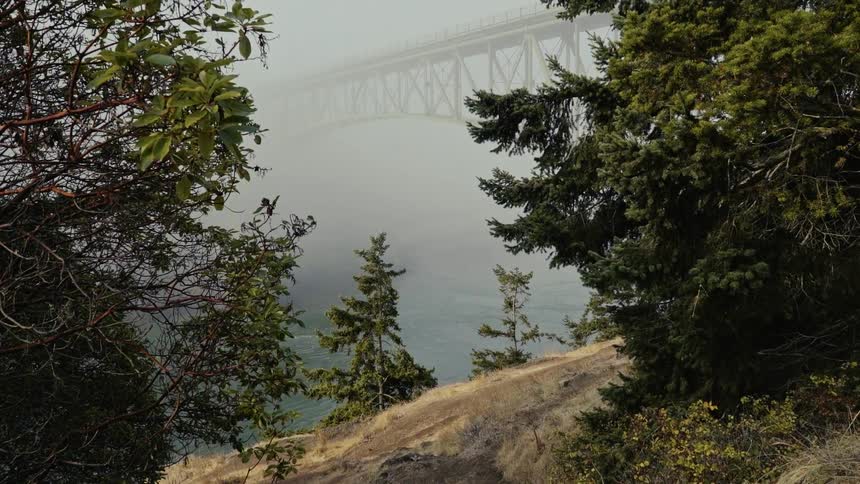 Beyond the trees the bridge is covered with heavy fog