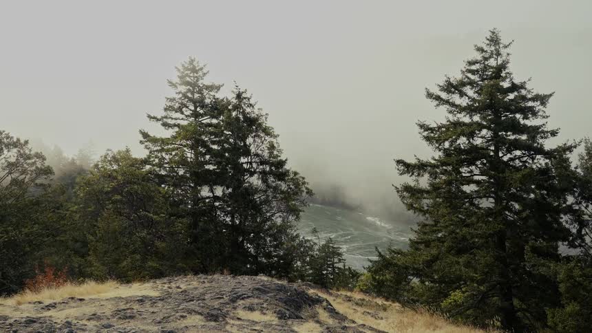 Trees grow near a river