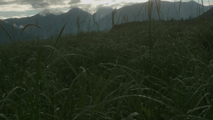 The wind is blowing the very tall grass on the mountain