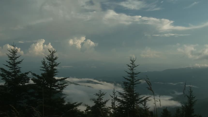 The tree tops are covering the clouds in the sky