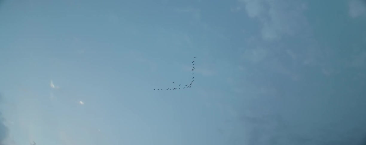 A flock of birds are flying through the air together