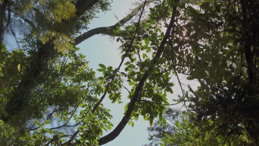 The sun shines through a forest canopy