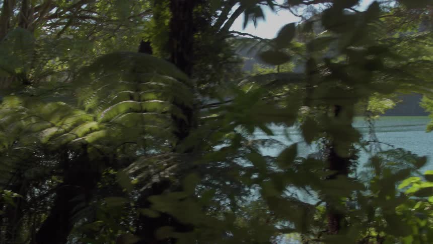 Tall trees tower alongside a lake and hiking trail