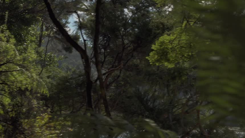 Trees surrounding body of water in forest wilderness