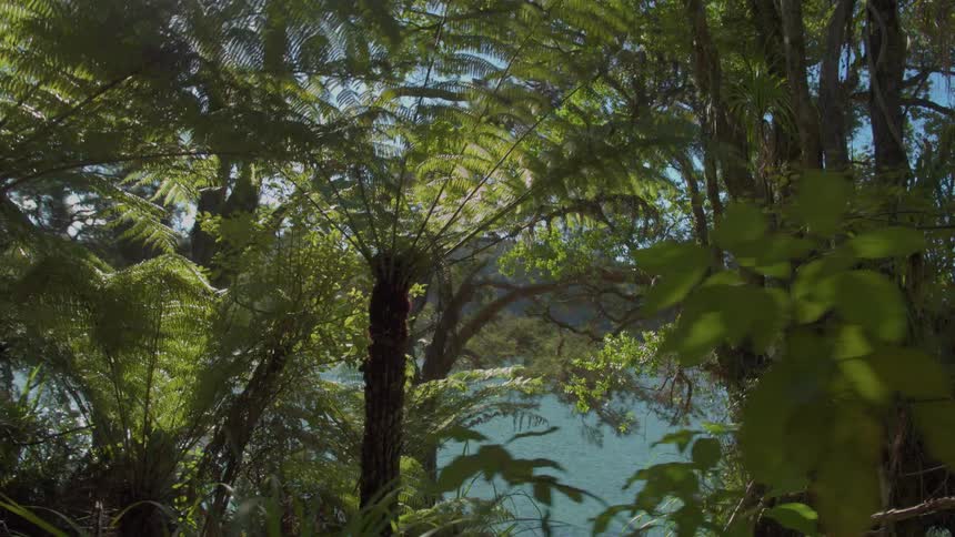 Sunlight shines through tropical trees