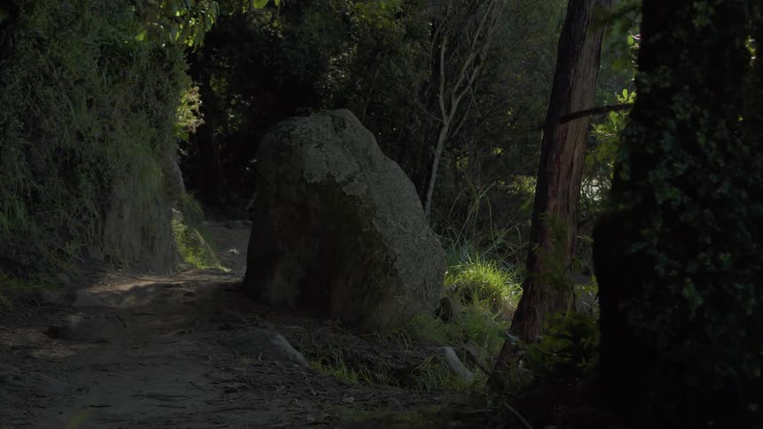 Smoke is drifting across a dirt trail in a forest during the day