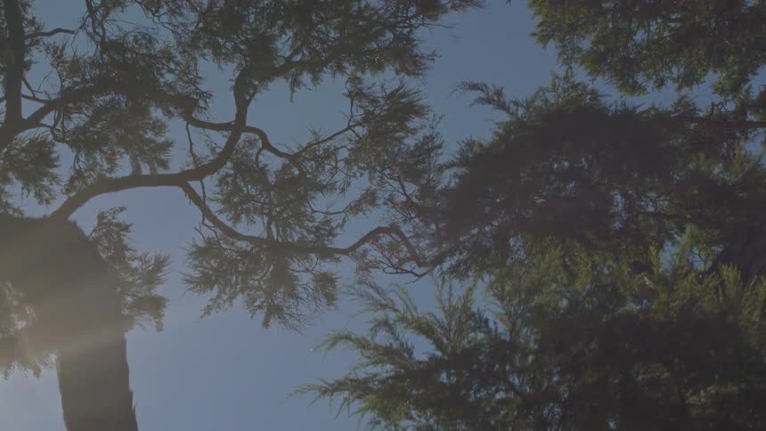 The tall trees have branches hanging in the clear sky