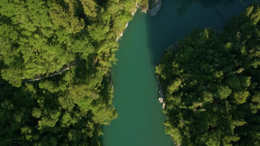 Green river winding through trees in forest wilderness
