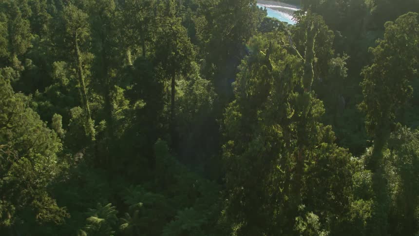 Tall trees tower in the forest