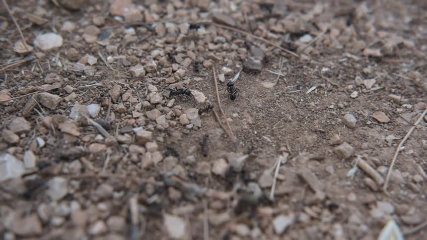 Ants carry seeds and sticks over the dirt