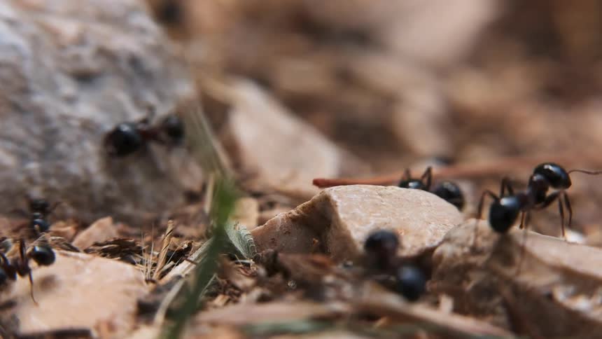 Ants crawl over rocky ground