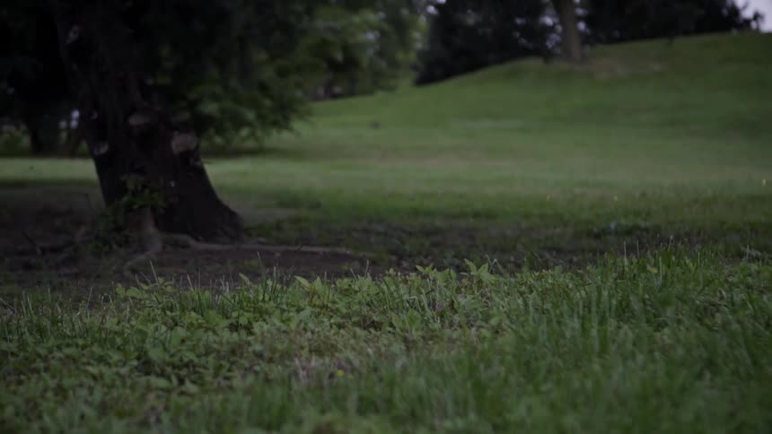 A field of fireflies