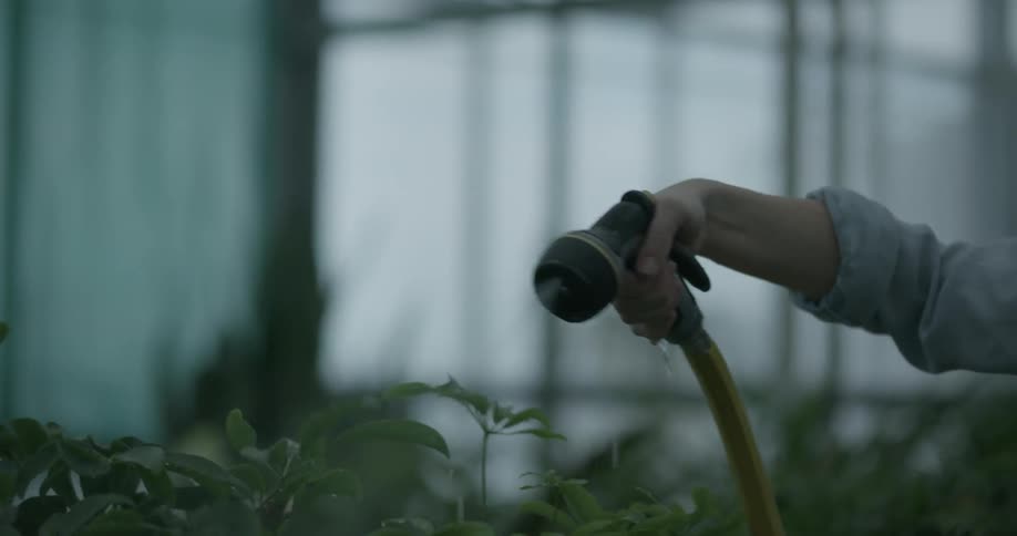 A woman is watering plants in a greenhouse during the day