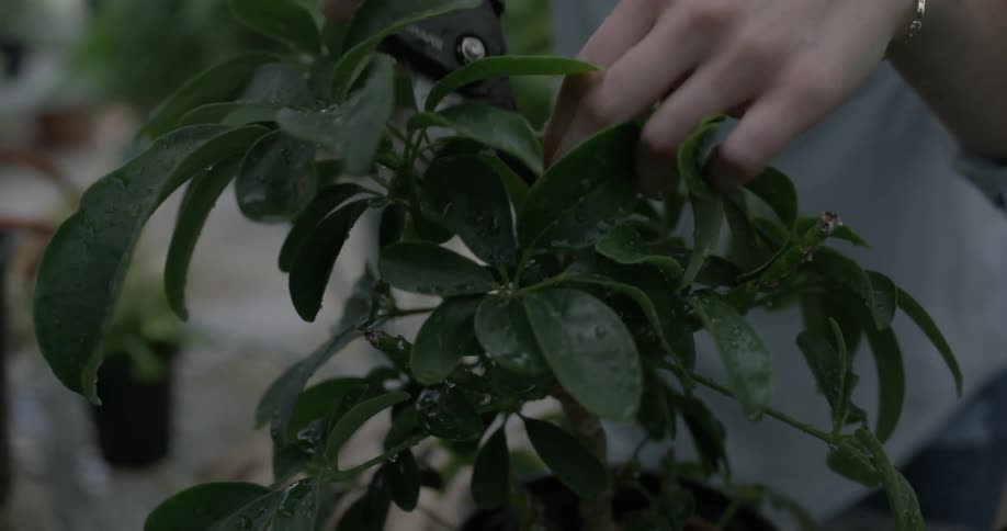 Woman trims a plant with pruners