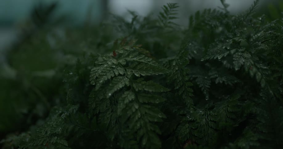 Dew rests on a ground cover plant in a forest