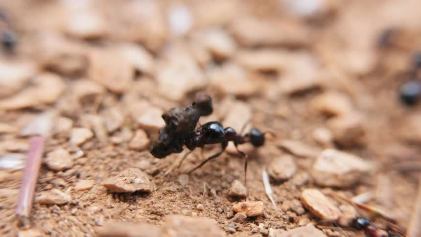 An ant is carrying a carcass over the ground