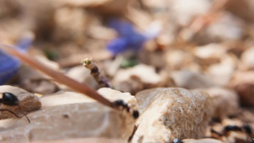 Ants crawl over rocky ground