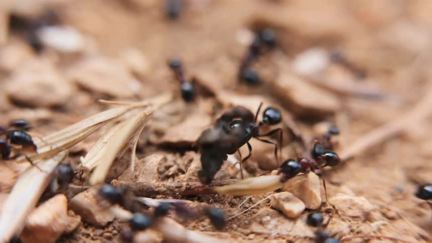 Ants carry seeds and sticks across the ground