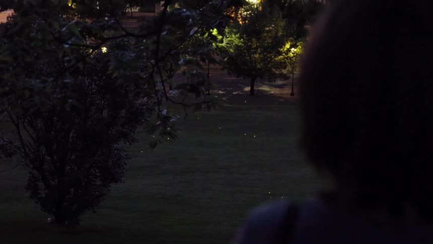 Fireflies glow and buzz in a park as a woman watches on