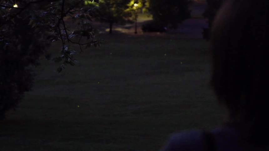 A woman looks across a park where fireflies glow and buzz at dusk