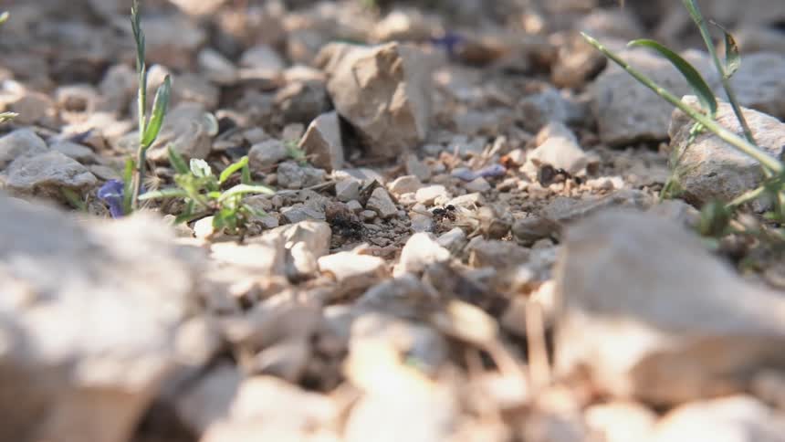 Ants are walking across rocks carrying sticks and plants