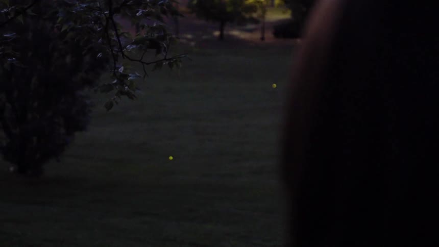 Person looks at fireflies
