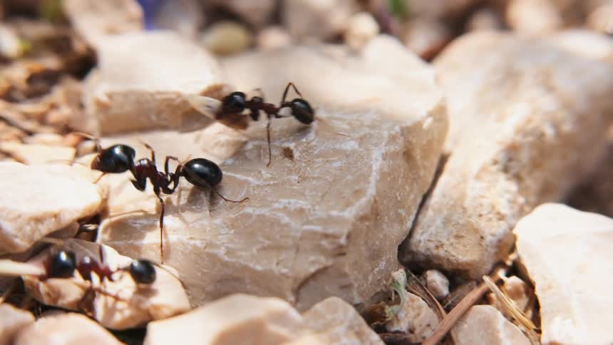 Ants crawl over rocks carrying food