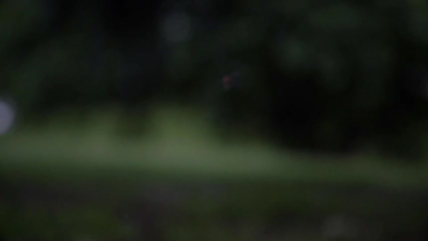 A firefly is buzzing in the air and glowing at dusk