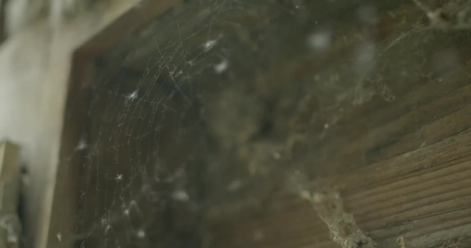 The spider web is moving in the wind