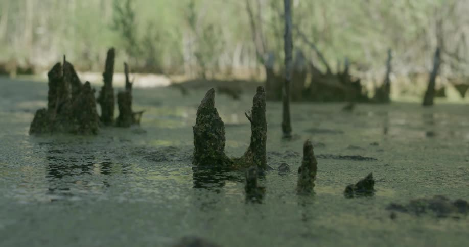 Tree stumps are sticking up out of the swamp