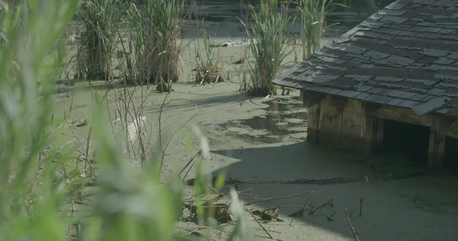 An old abandoned house is absorbed by a boggy swamp