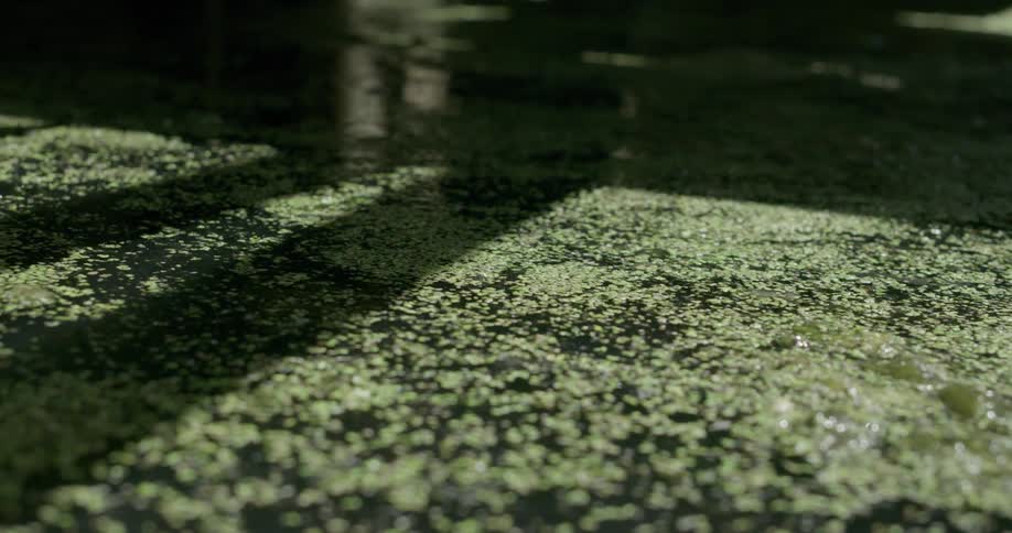 Algae swirls and drifts in a pond as something disturbs it