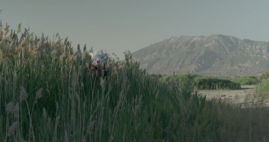 The tall grass lines the side of the lake