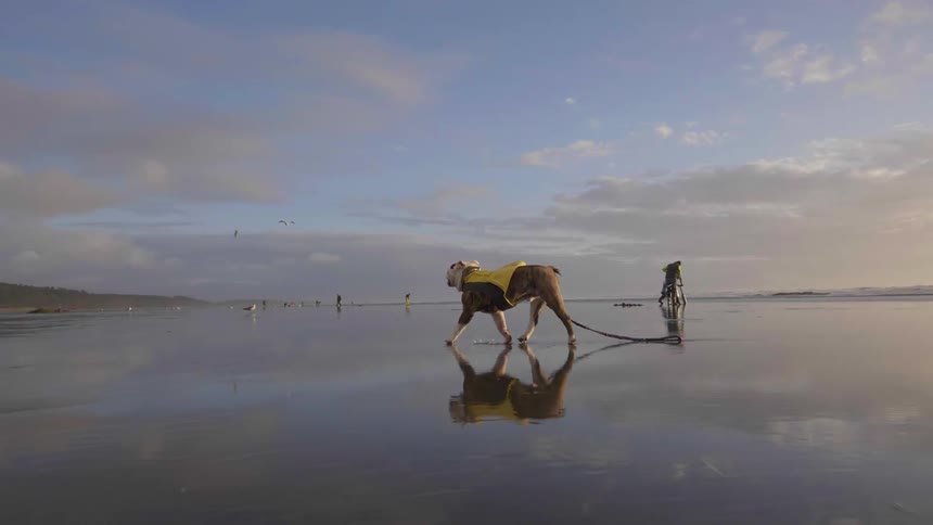 A dog walking in mud wearing a leash