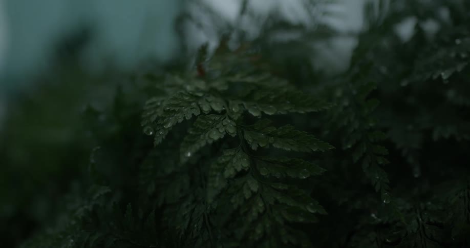 The bushes are wet with rain water