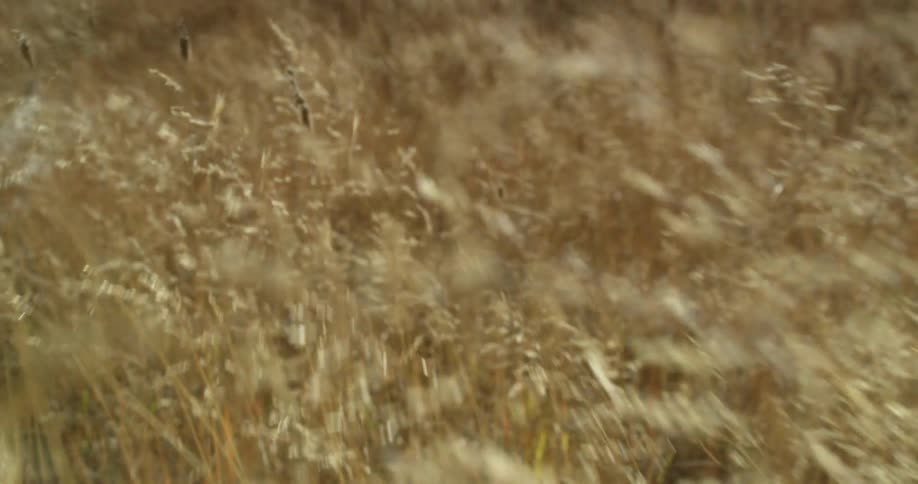 Tall grass sways in the breeze