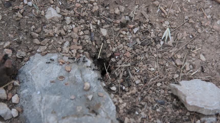 Colony of ants working at their nest