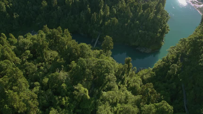Tall trees tower in the forest near water