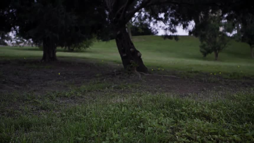 Fireflies light up above the grass in a park