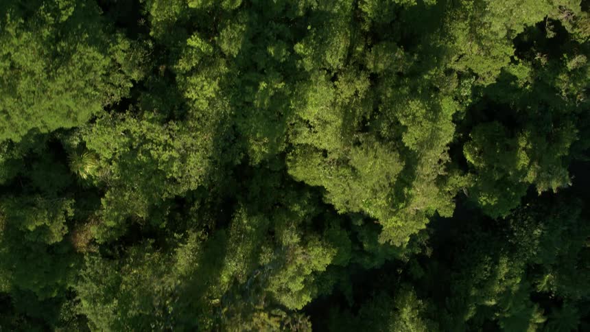 A path leads into a forest of trees during the day
