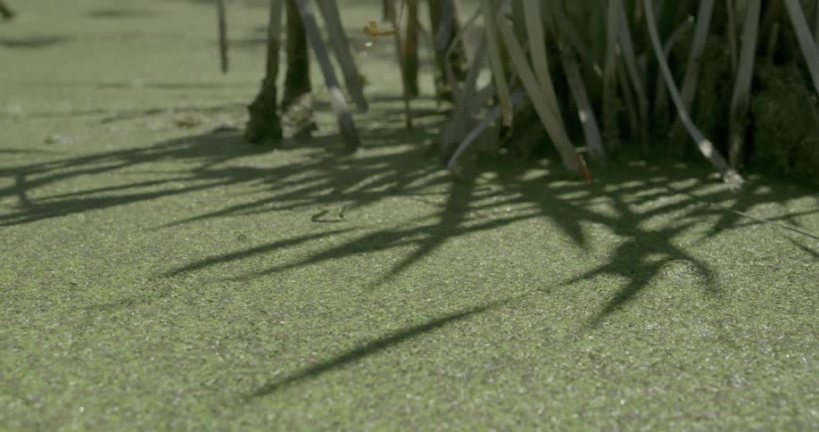 Grass grows in marshy water
