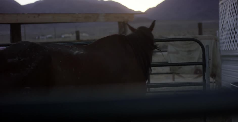 Horses are standing by the fence on a farm