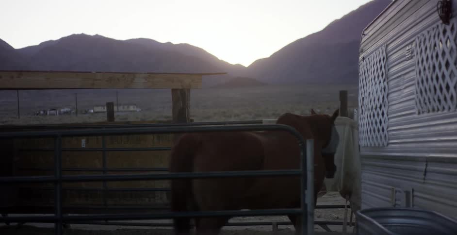 Brown horse walks around in a corral