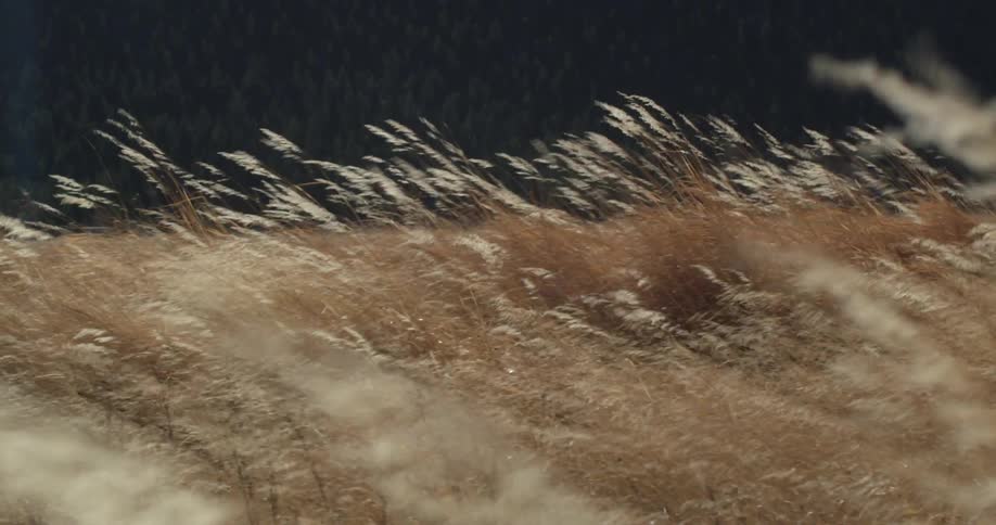 Tall golden grasses blow in the breeze in a field