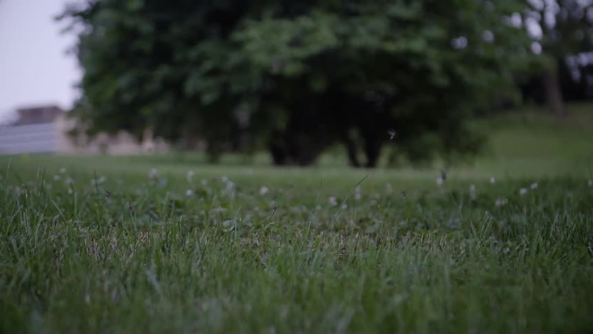 Fireflies fly in a field flashing their light