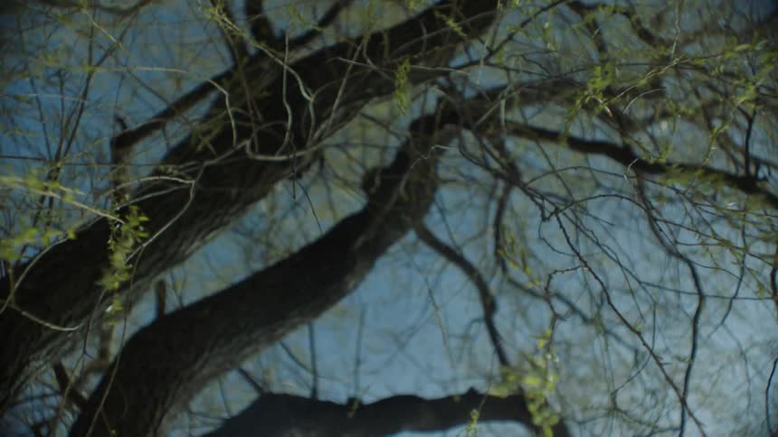 Tree leaves and branches are blowing in the breeze